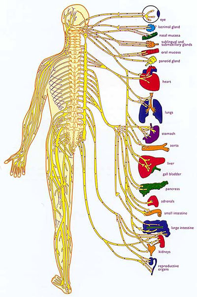 spinal-nerves-organs2
