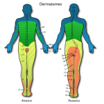 Chiropractor Cranston RIChiropractic Charts & Diagrams